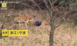 成都老虎爆料视频最新,揭秘背后惊人真相