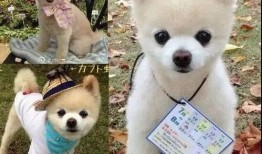 最新天赏宠物爆料,神秘宠物即将亮相，带你领略宠物界的奇幻之旅