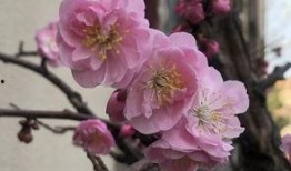 最新爆料花花,揭秘明星背后的生活点滴